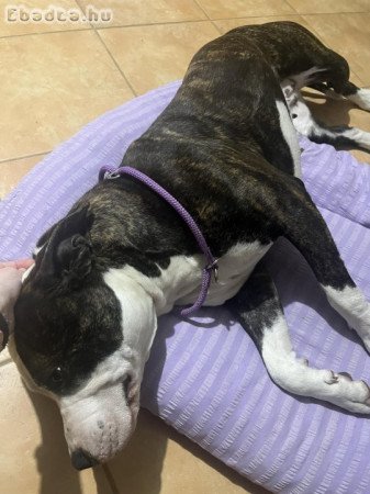 Amstaff eladó