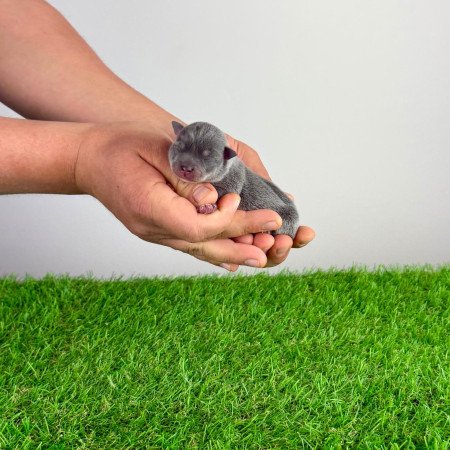 Törzskönyves blue tan Csivava kiskutya