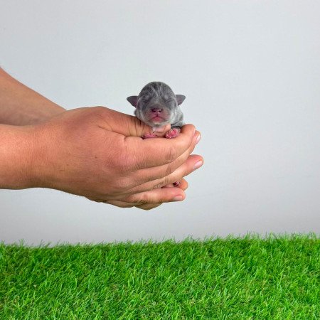 Törzskönyves blue tan Csivava kiskutya