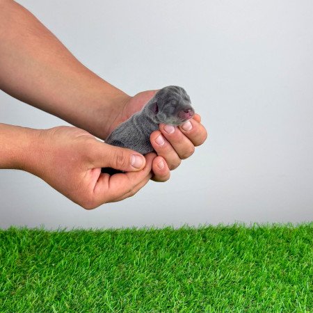 Törzskönyves blue tan Csivava kiskutya