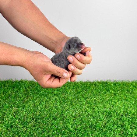 Törzskönyves blue tan Csivava kiskutya