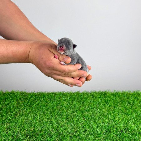 Törzskönyves blue tan Csivava kiskutya