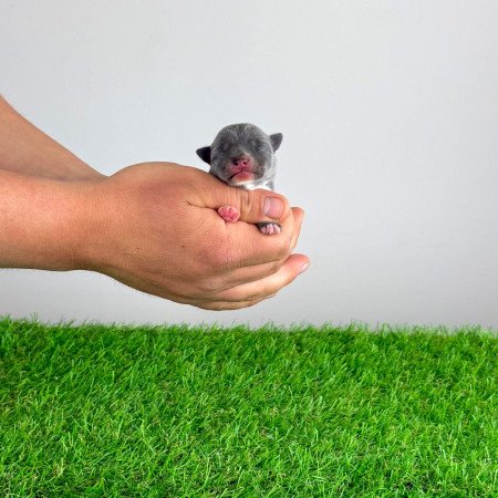 Törzskönyves blue tan Csivava kiskutya