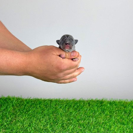 Törzskönyves blue tan Csivava kiskutya