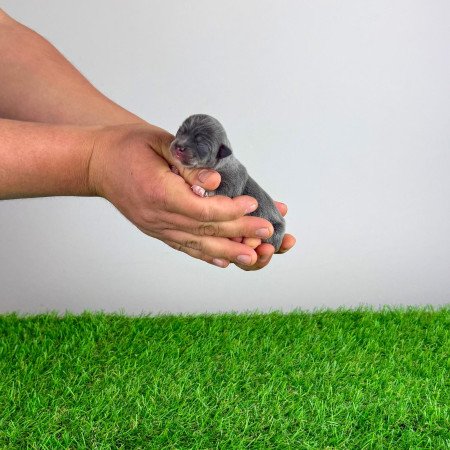 Törzskönyves blue tan Csivava kiskutya