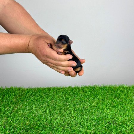 Törzskönyves Yorkshire terrier Yorki kiskutya