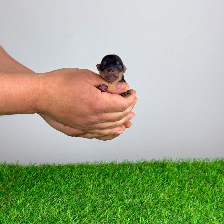 Törzskönyves Yorkshire terrier Yorki kiskutya