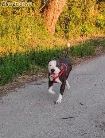 Amstaff eladó