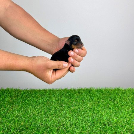 Törzskönyves Yorkshire terrier Yorki kiskutya