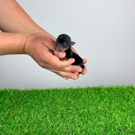 Törzskönyves Yorkshire terrier Yorki kiskutya