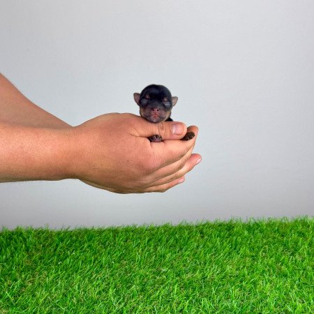 Törzskönyves Yorkshire terrier Yorki kiskutya