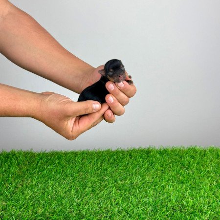 Törzskönyves Yorkshire terrier Yorki kiskutya