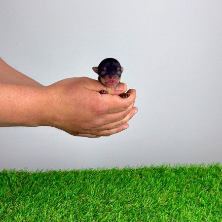 Törzskönyves Yorkshire terrier Yorki kiskutya