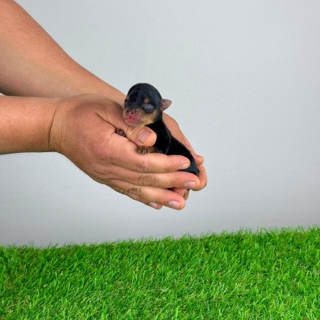 Törzskönyves Yorkshire terrier Yorki kiskutya