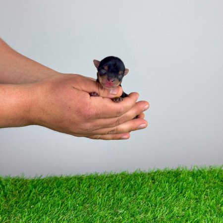 Törzskönyves Yorkshire terrier Yorki kiskutya