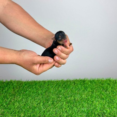 Törzskönyves Yorkshire terrier Yorki kiskutya