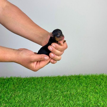 Törzskönyves Yorkshire terrier Yorki kiskutya