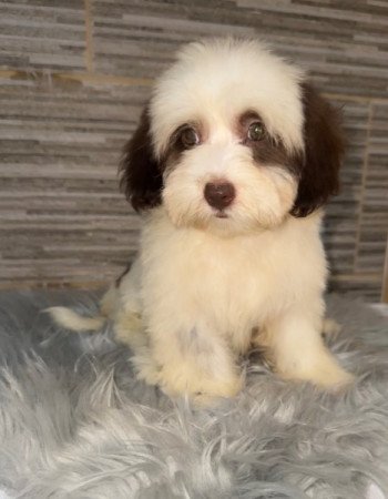 Bichon Havanese