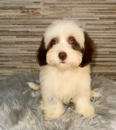 Bichon Havanese