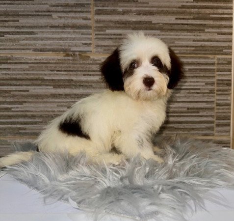 Bichon Havanese