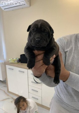 Shar-Pei Kölykök