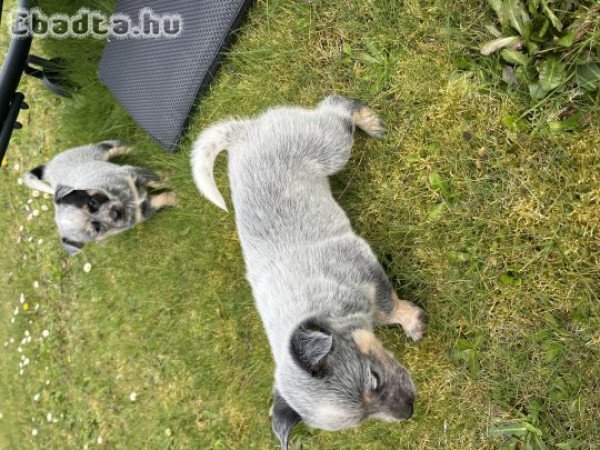 Cattle dog kiskutyák