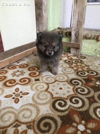 Azonnal elvihető tündéri Spicc, Spitz fiú kutyus !