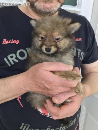 Azonnal elvihető tündéri Spicc, Spitz fiú kutyus !