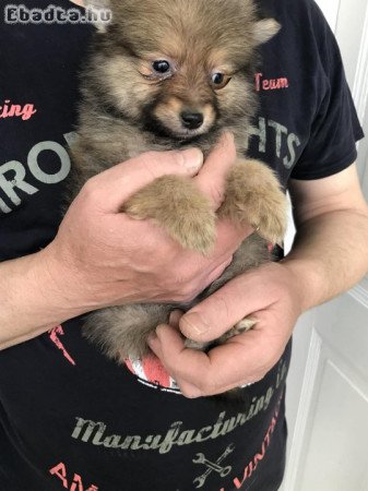 Azonnal elvihető tündéri Spicc, Spitz fiú kutyus !