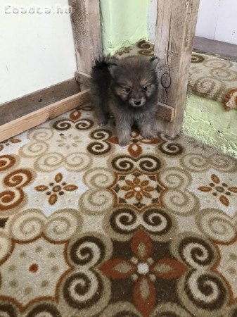 Azonnal elvihető tündéri Spicc, Spitz fiú kutyus !