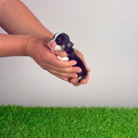 Pembroke Welsh Corgi