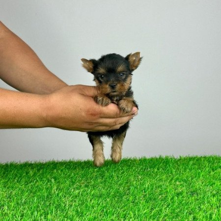 Yorkshire Terrier