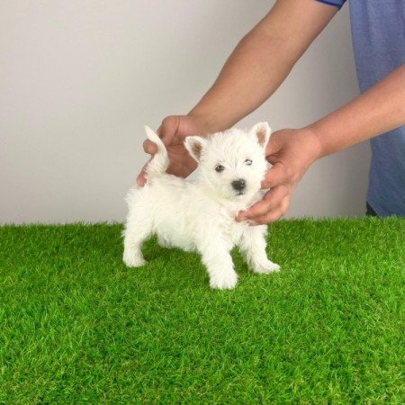 West Highland White terrier