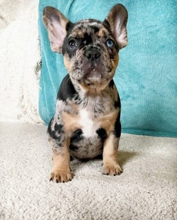 Francia bulldog