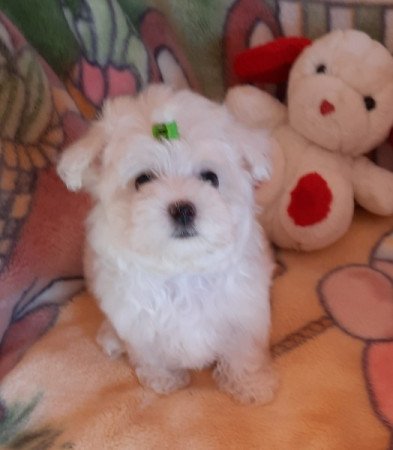 Bichon Havanese