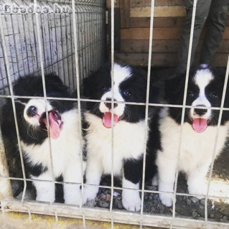 Gyönyörű border collie kölykök