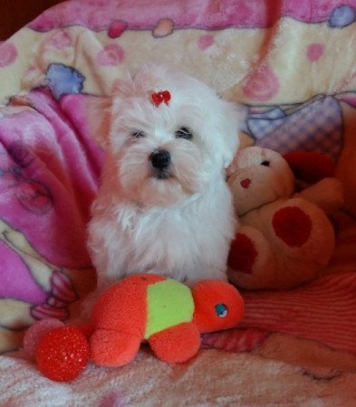 Bichon Havanese