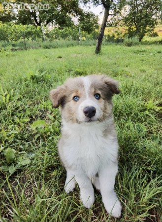 Blue Sable Border Collie