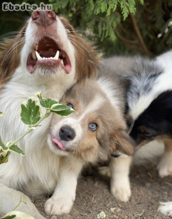 Blue Sable Border Collie