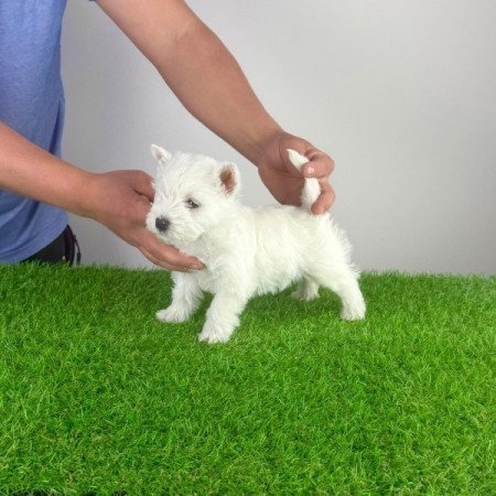 West Highland White terrier