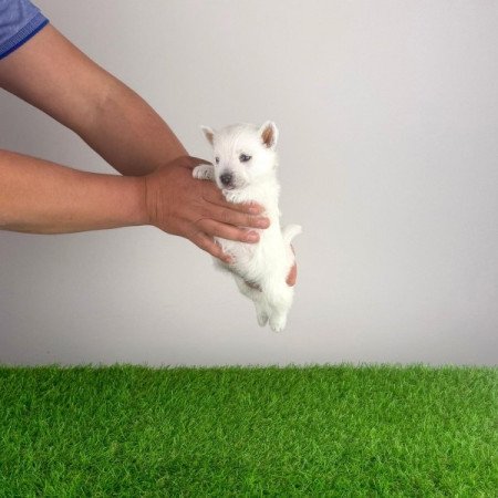 West Highland White terrier