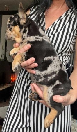 Francia bulldog