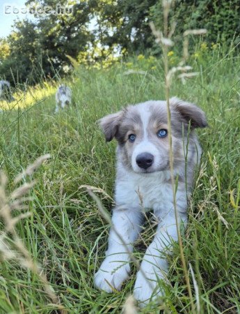 Blue Sable Border Collie