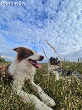 Blue Sable Border Collie