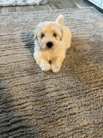 Bichon havanese