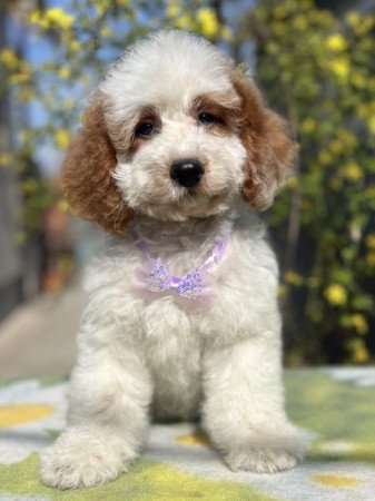 Cavapoo x törpe uszkár