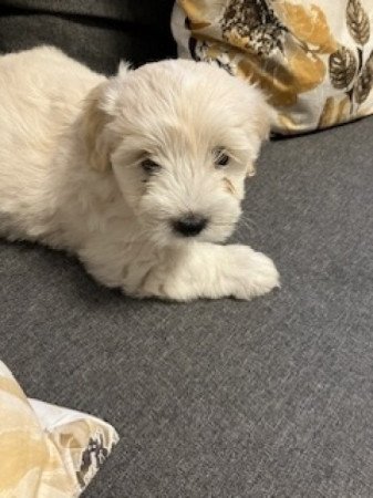 Bichon havanese