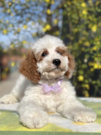 Cavapoo x törpe uszkár