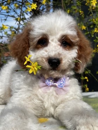 Cavapoo x törpe uszkár