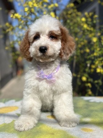 Cavapoo x törpe uszkár